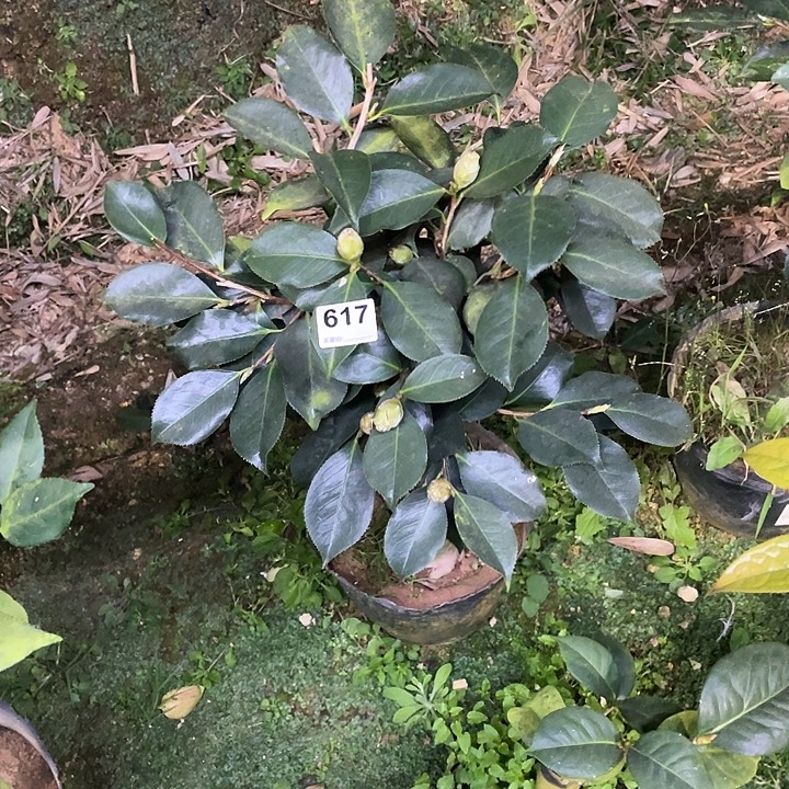 自***息完全开放超赛牡丹617顺丰