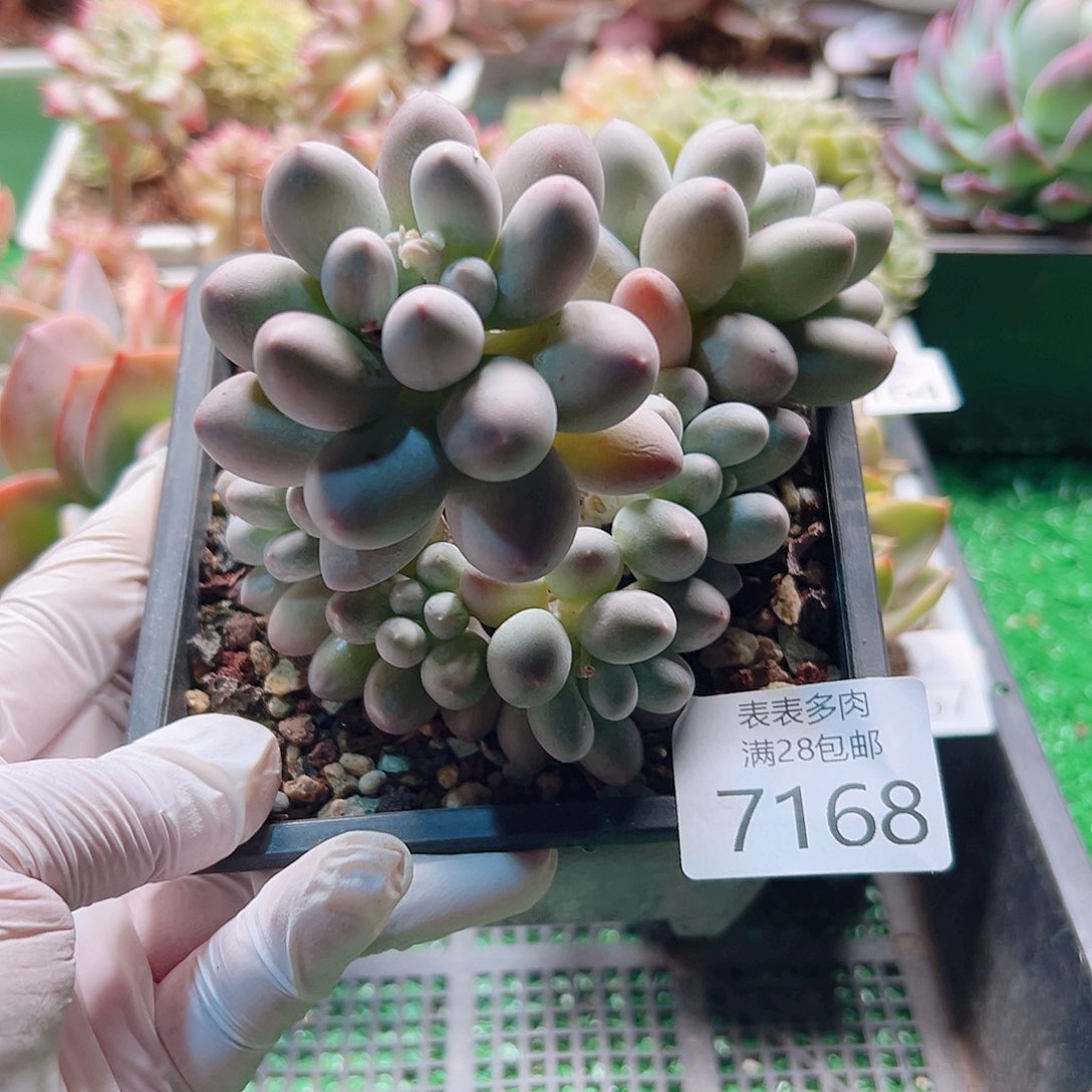 无花朵多肉一物一拍7168