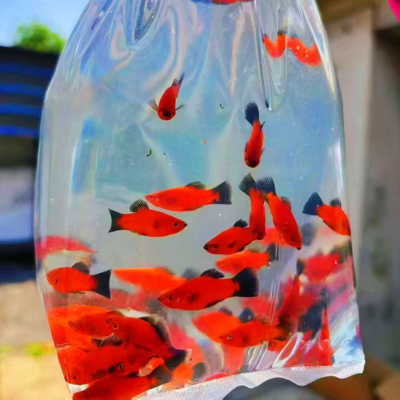 【辽澜水族】小型胎生鱼黑尾月光鱼热带观赏鱼耐活好养适合新手混养