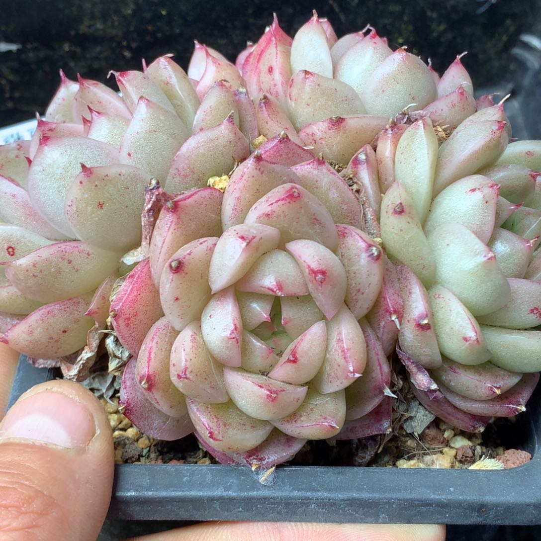 0307-118 麦杆优选