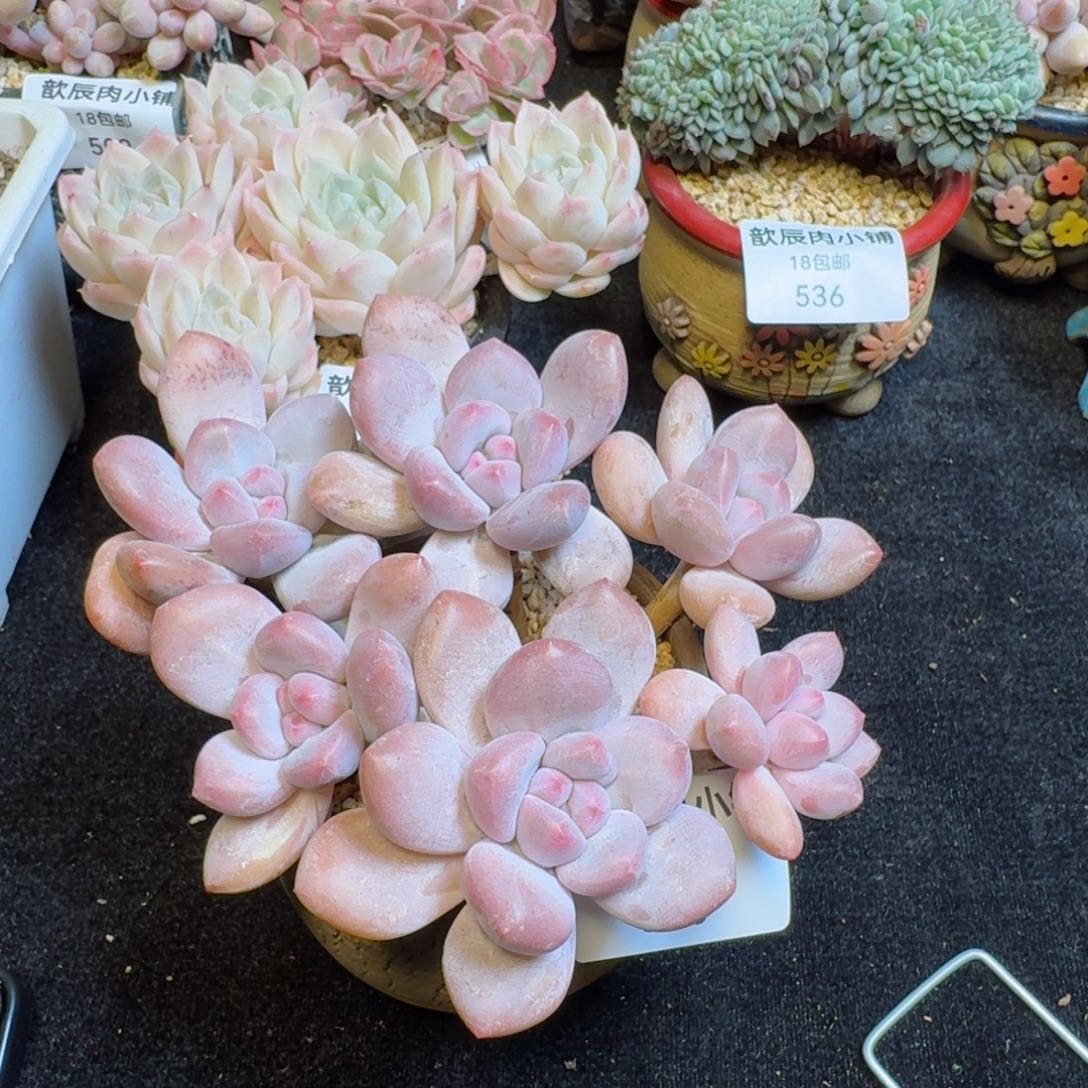 多肉植物  543  香水老桩