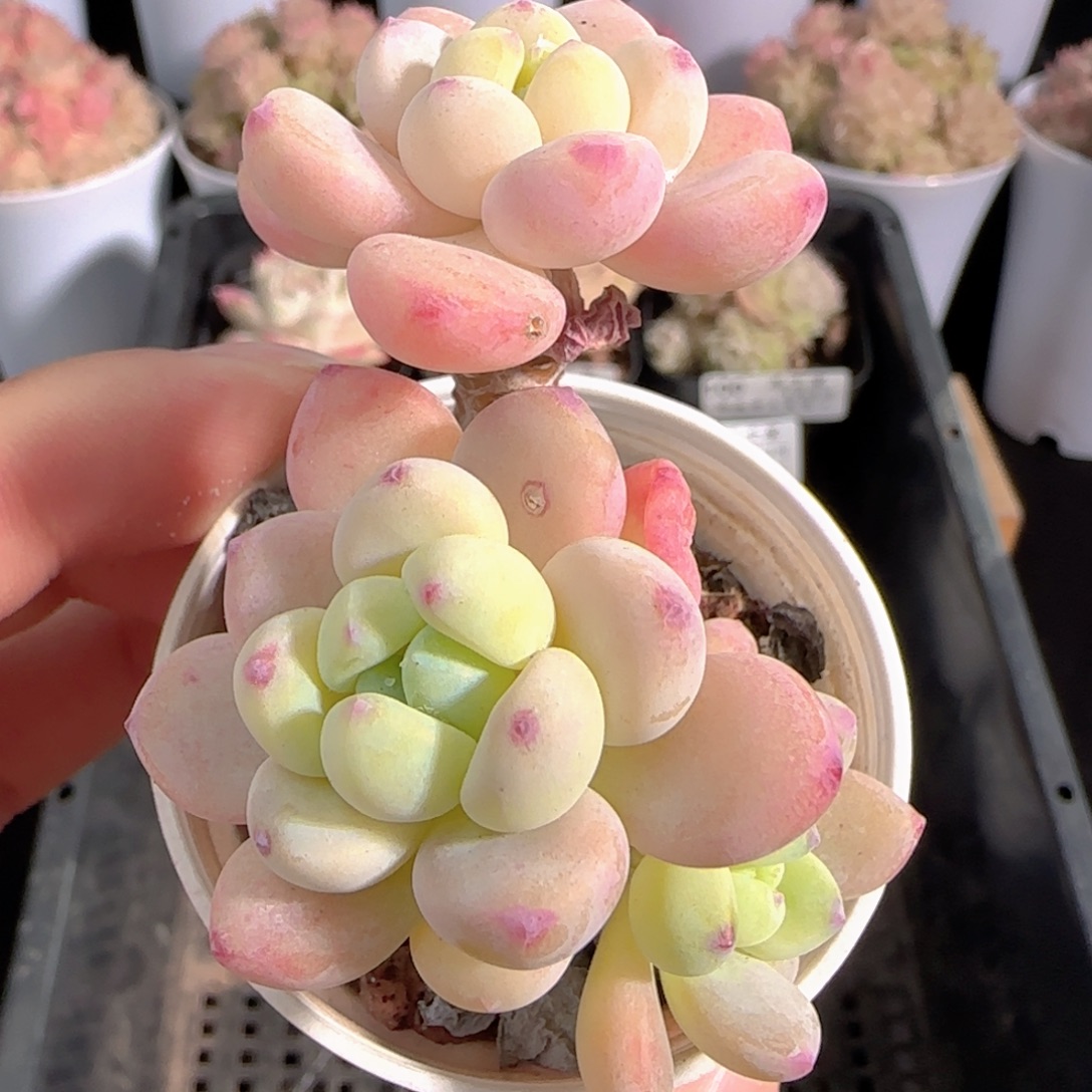 多肉0103-107罗琦小老桩