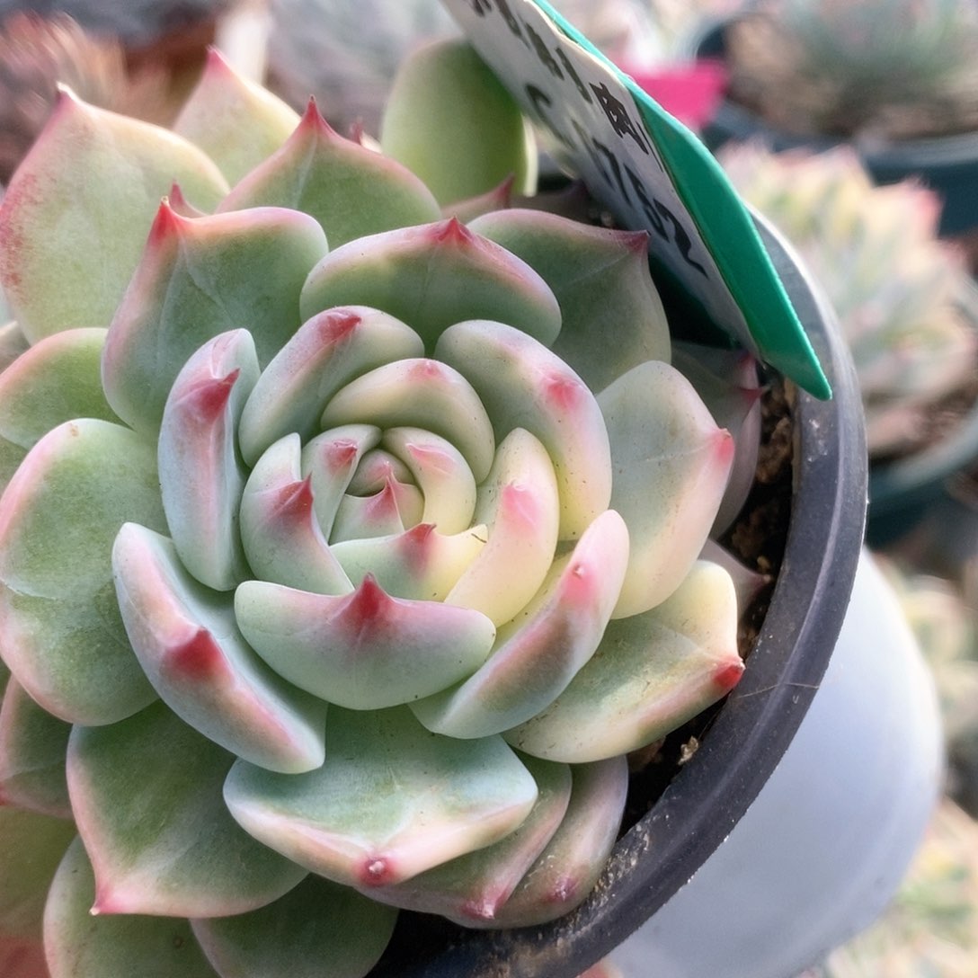 C752锦锦锦锦锦锦锦锦