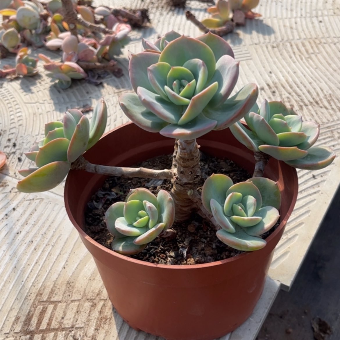 【闪购商品】无花朵慧*梁
