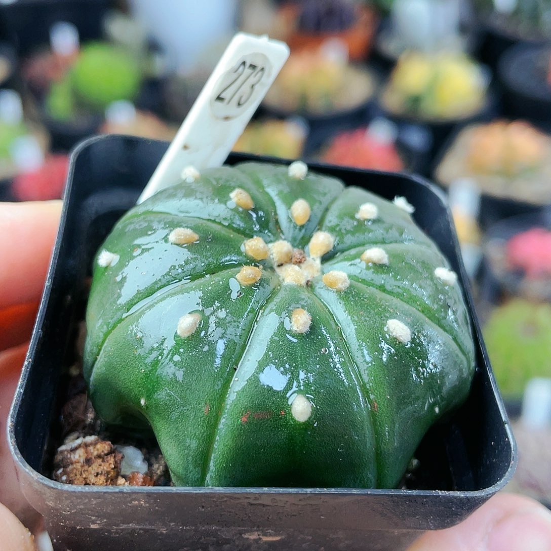 海星兜非偏远地区满25裸根发货仙人球