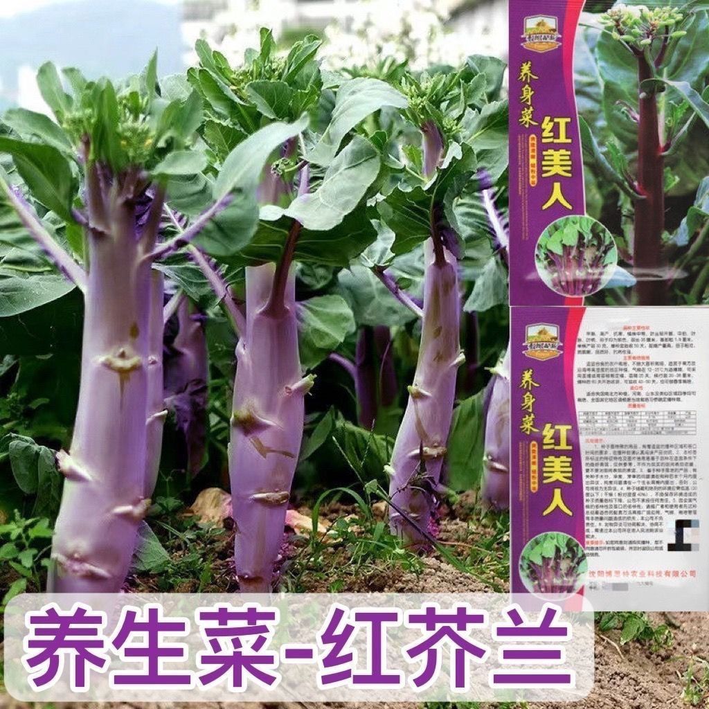 养身菜红芥兰菜种子香菇芥兰四季秋秋冬蔬菜高产红脚芥蓝菜种子