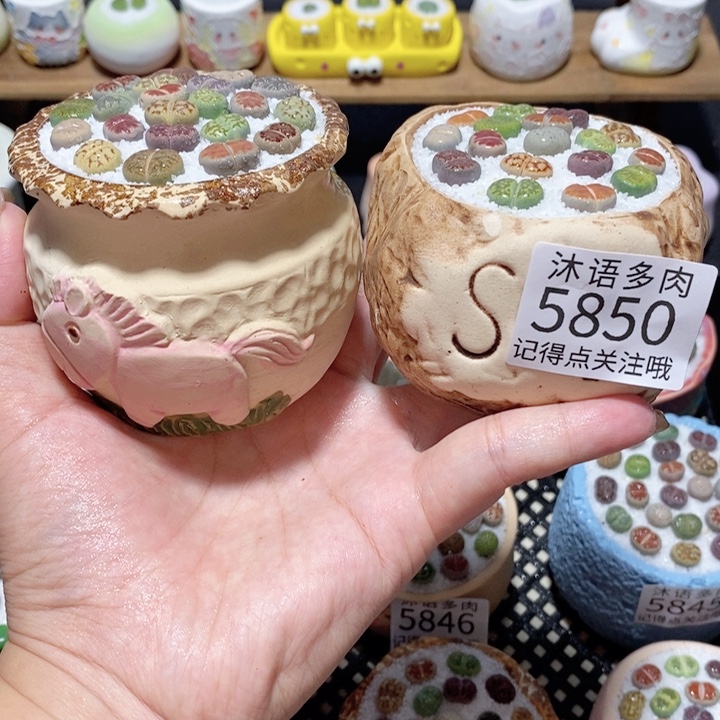 带盆土植物 一物一拍5850