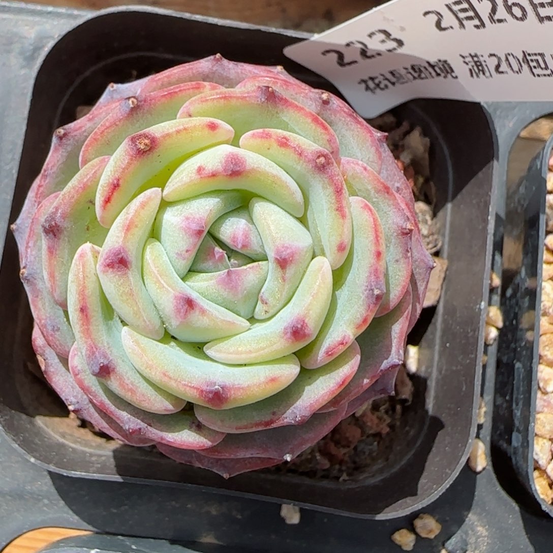 花语逸镜0226-223