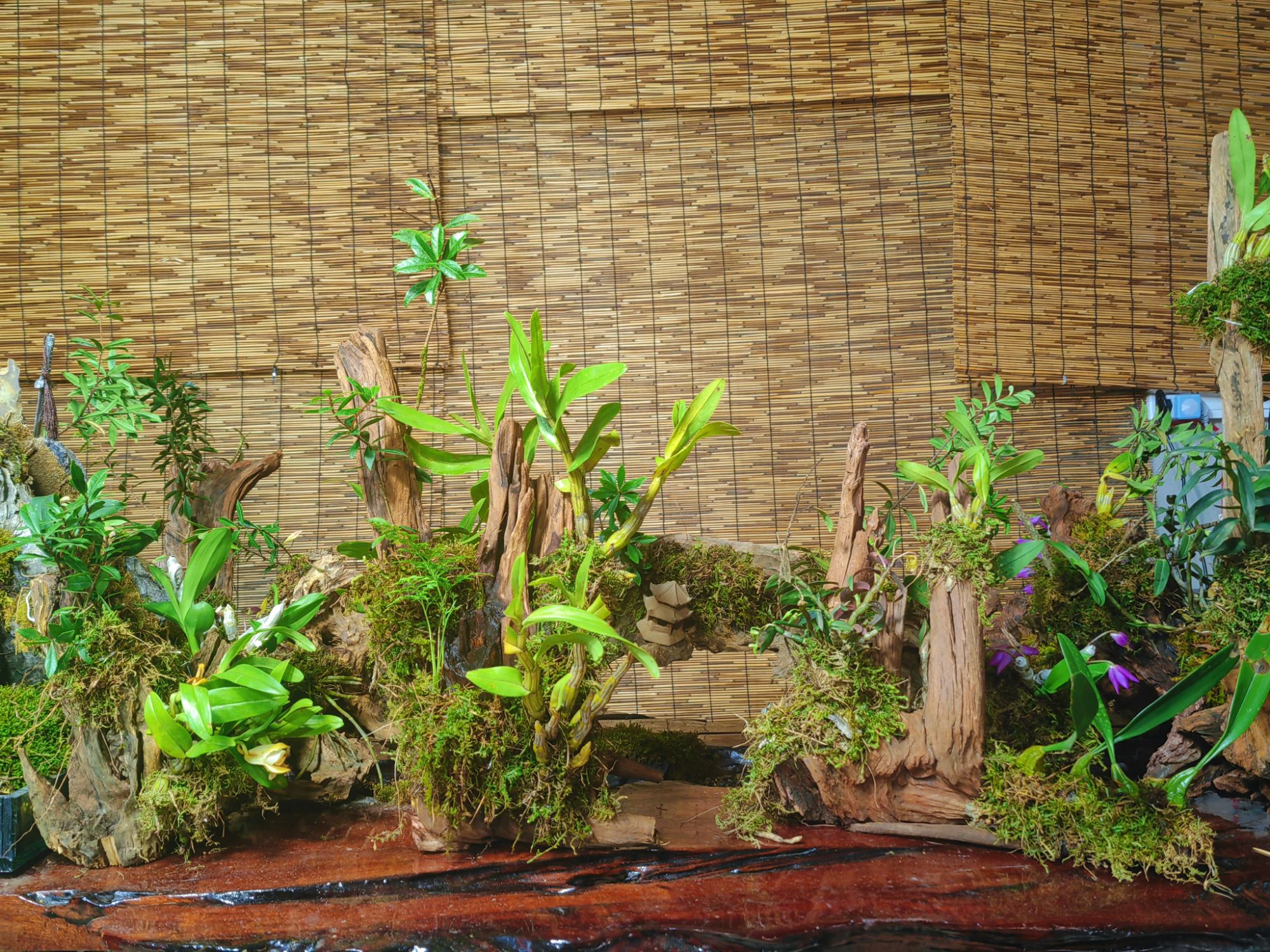 风化木  树萝卜 贝母兰 石斛等附生类绿植盆景（直播间链接）