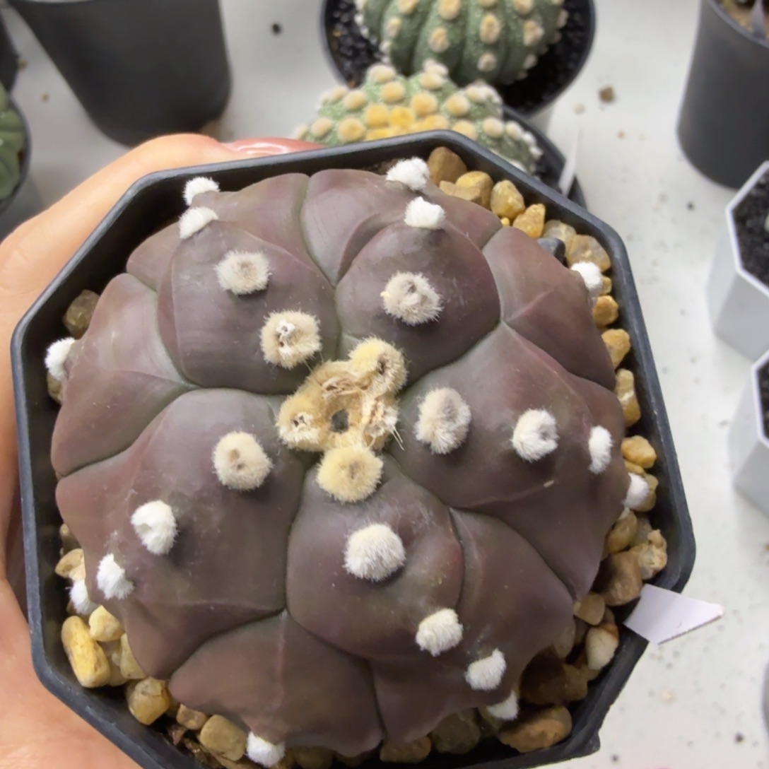 无花朵紫皮龟甲复棱兜