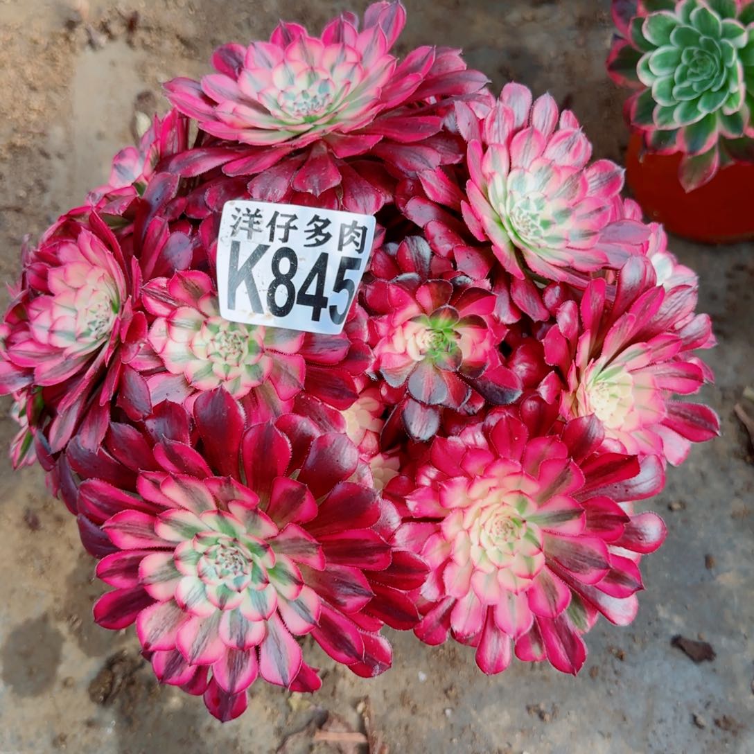 845红铜白法师园艺官服30左右2号