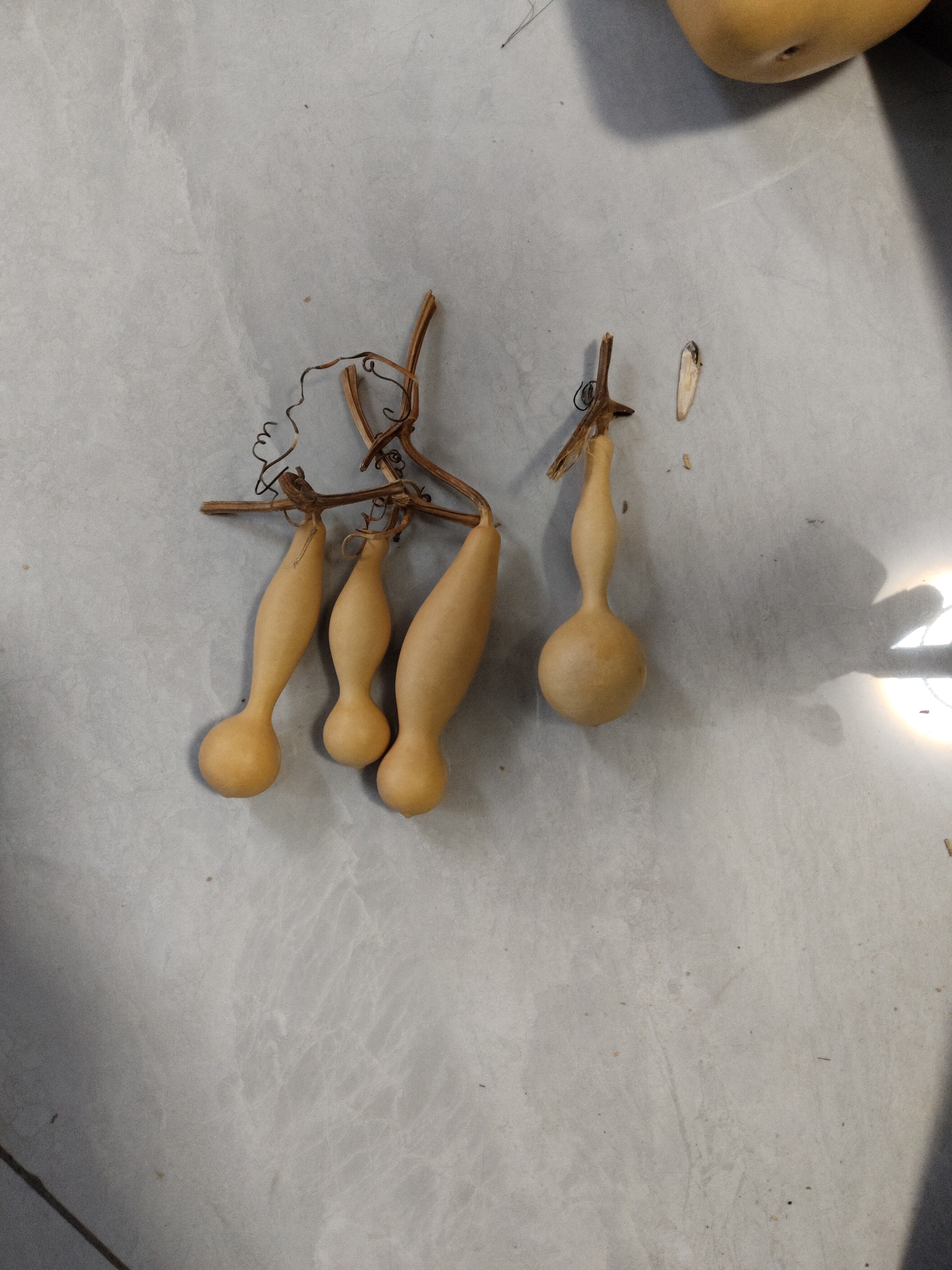 葫芦小手捻小葫芦