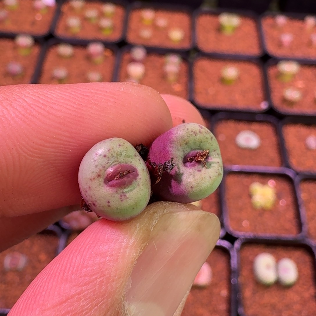 改**吧云缦精品番杏24.19杂交优选