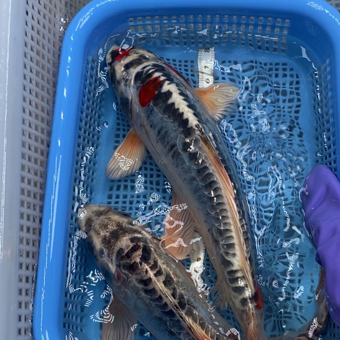 锦鲤冷水锦鲤包邮