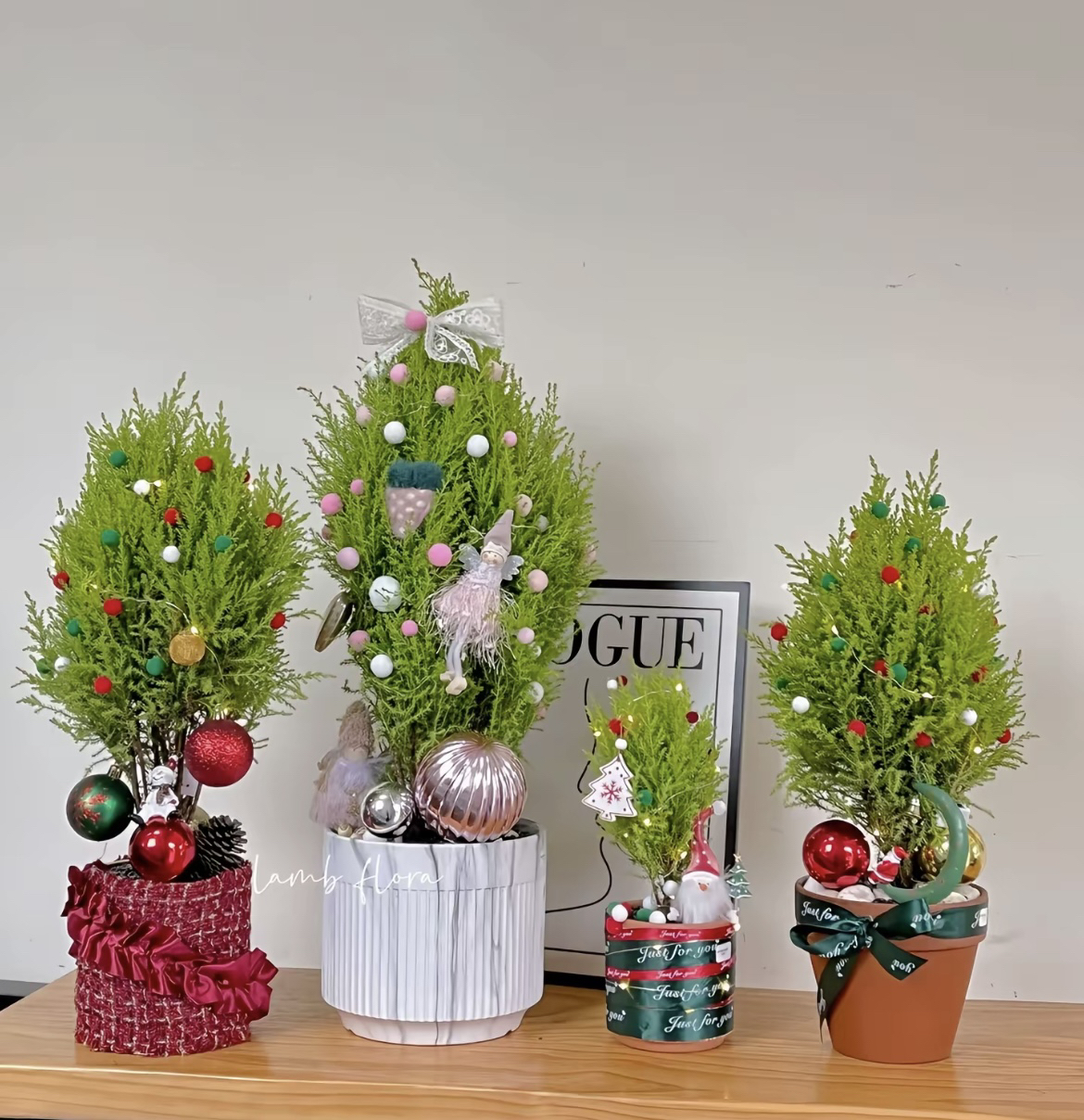 （开播福利圣诞树）放青松盆栽室内绿植四季常青净化空气清新柠檬