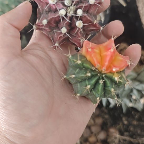 一物一拍，实生仙人球！