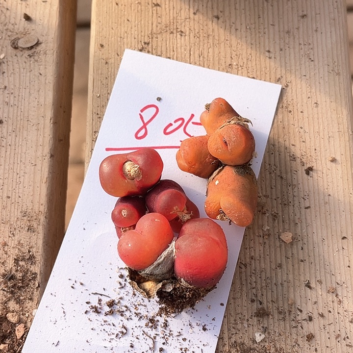 大**儿805。 一组毛毛。    