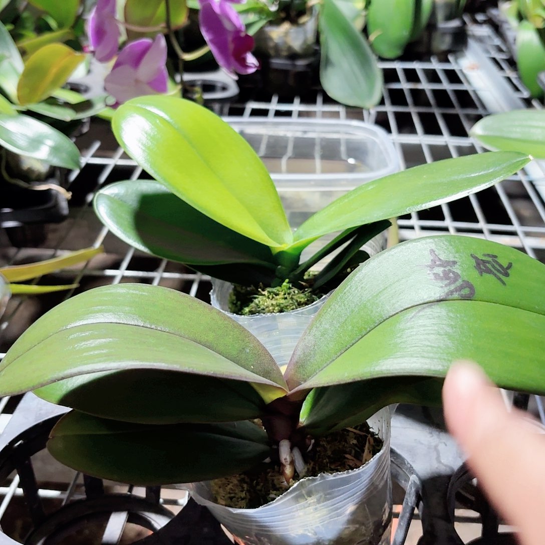 蝴蝶兰安娜公主白天鹅各一颗