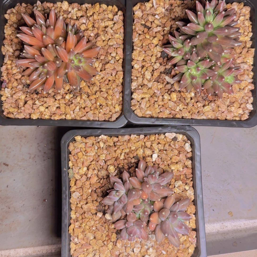 美人111111111111111