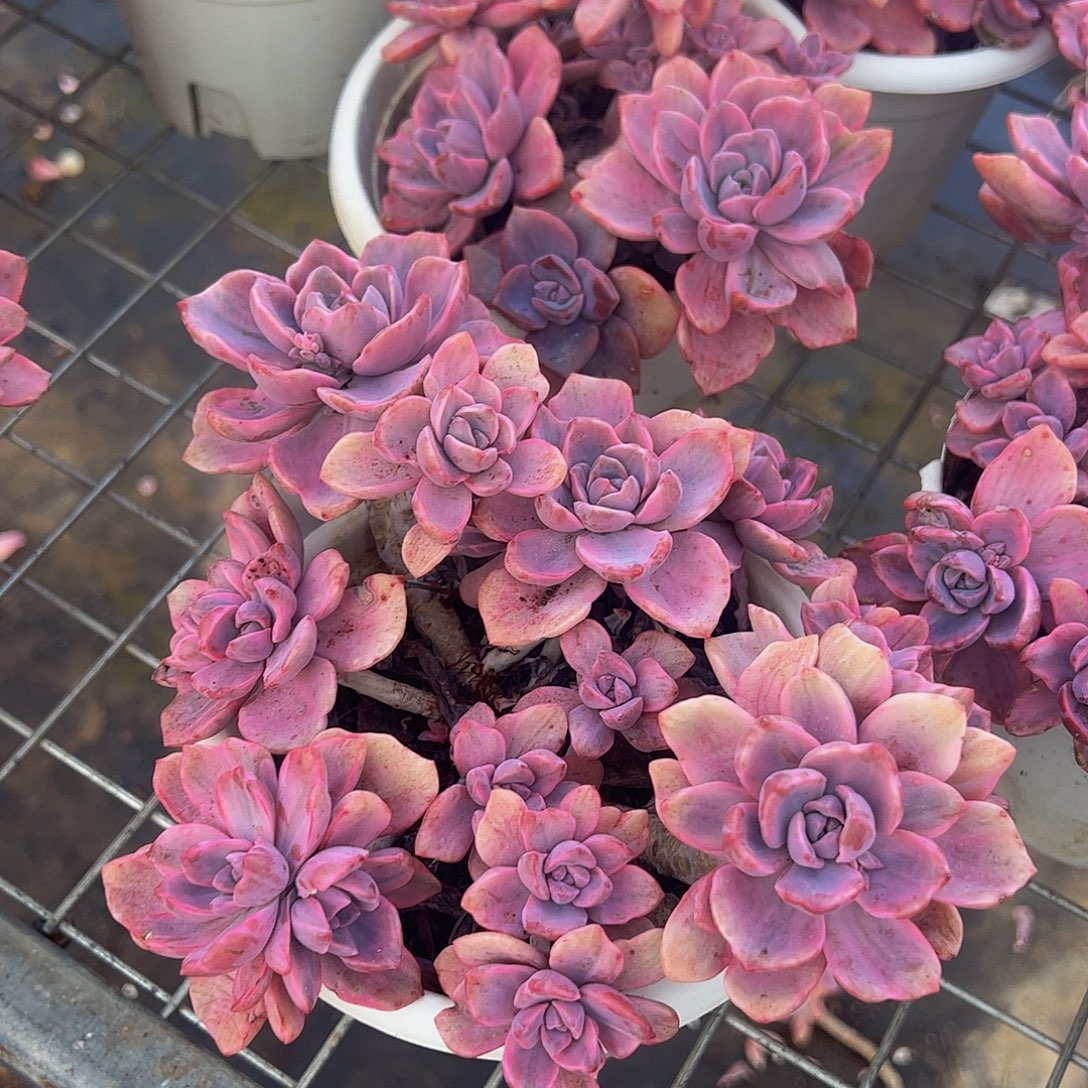 理查德夫人整装精品