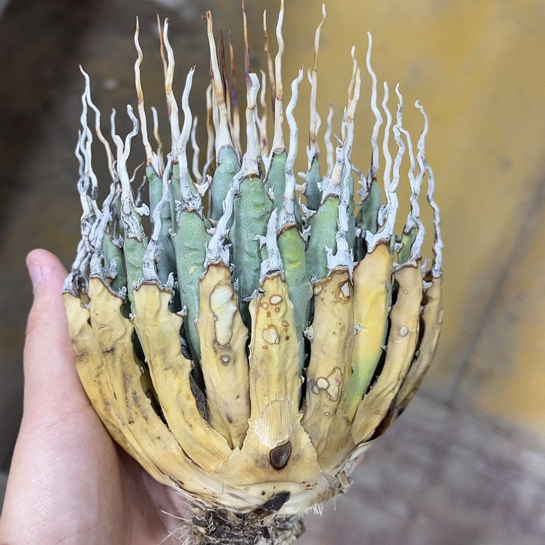 生桩妖炎好养好价