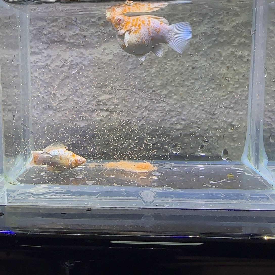 孔雀鱼樱花粉钻。91号