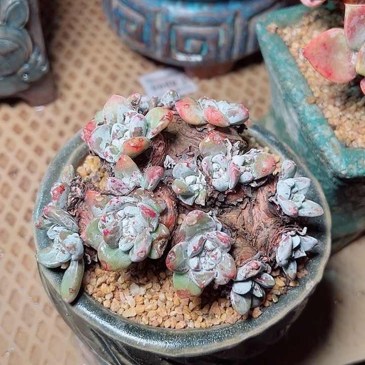 天***丶9264苹果叶杂交仙女杯多肉