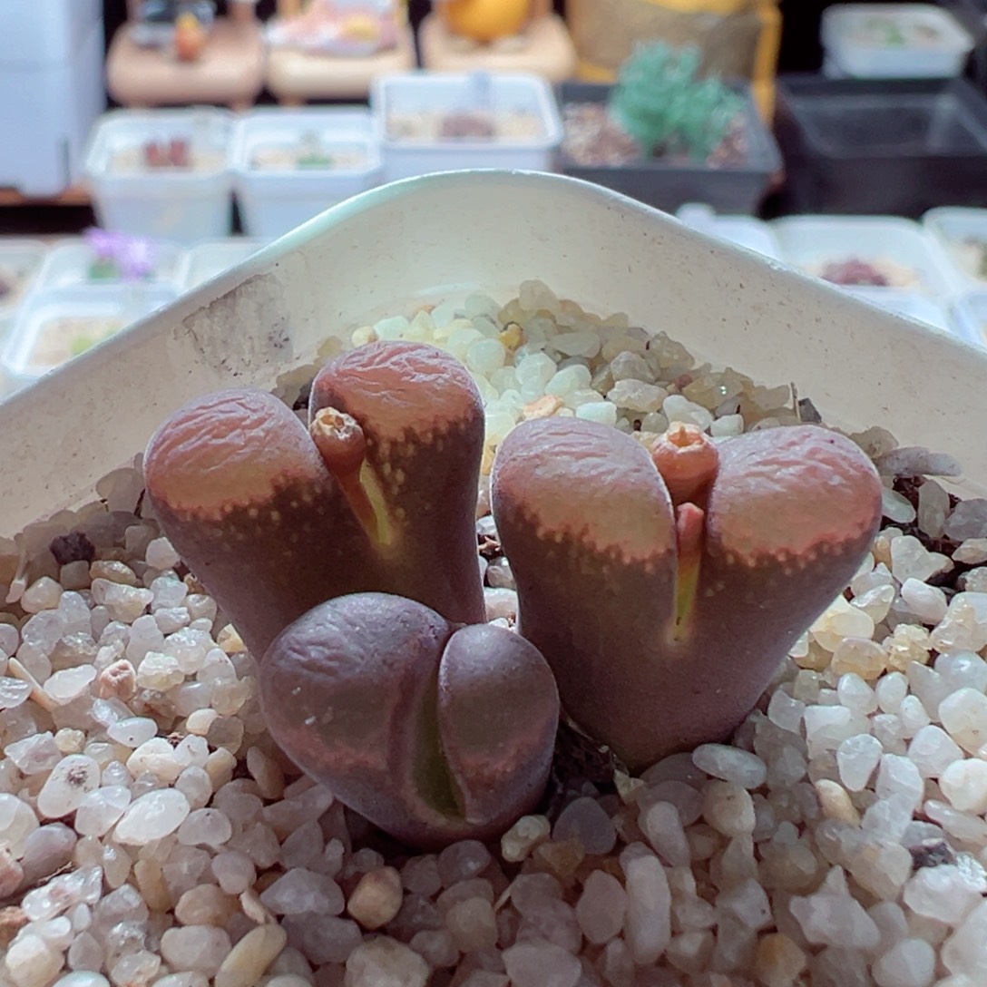 1219-868多肉多日风铃