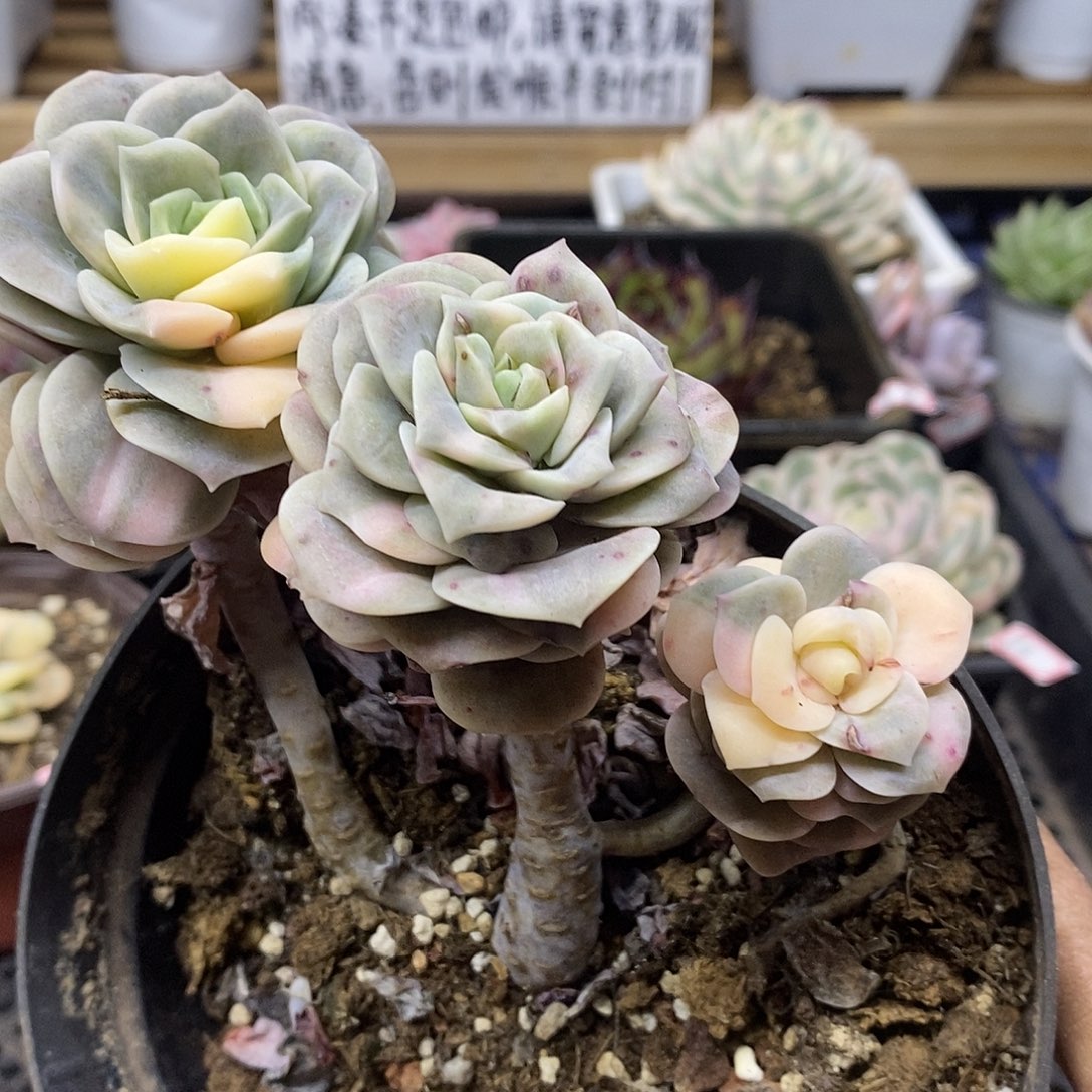 2788 可爱玫瑰花脸锦自然群