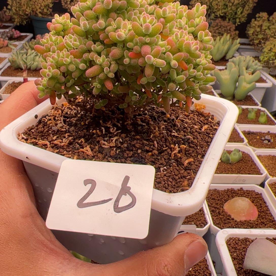 2.16金桔糖球多肉植物26