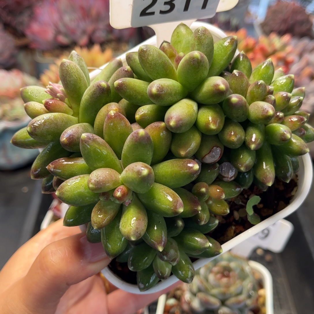 2311 满30包邮天冷地区必拍保温箱