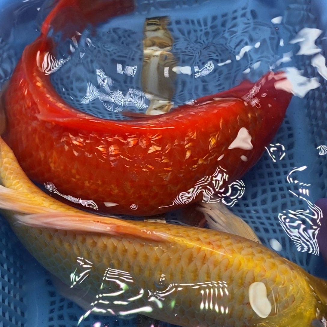 锦鲤冷水锦鲤包邮