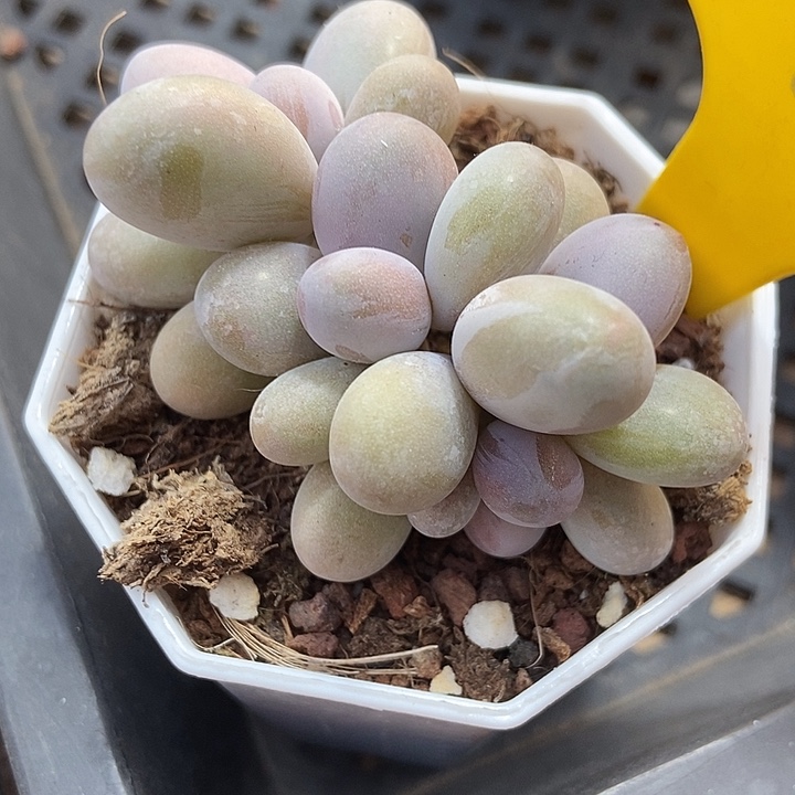 多肉植物蛋黄奶892多肉