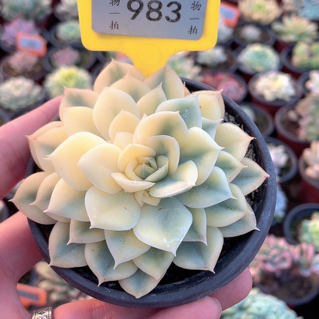 983号多肉阴阳多肉