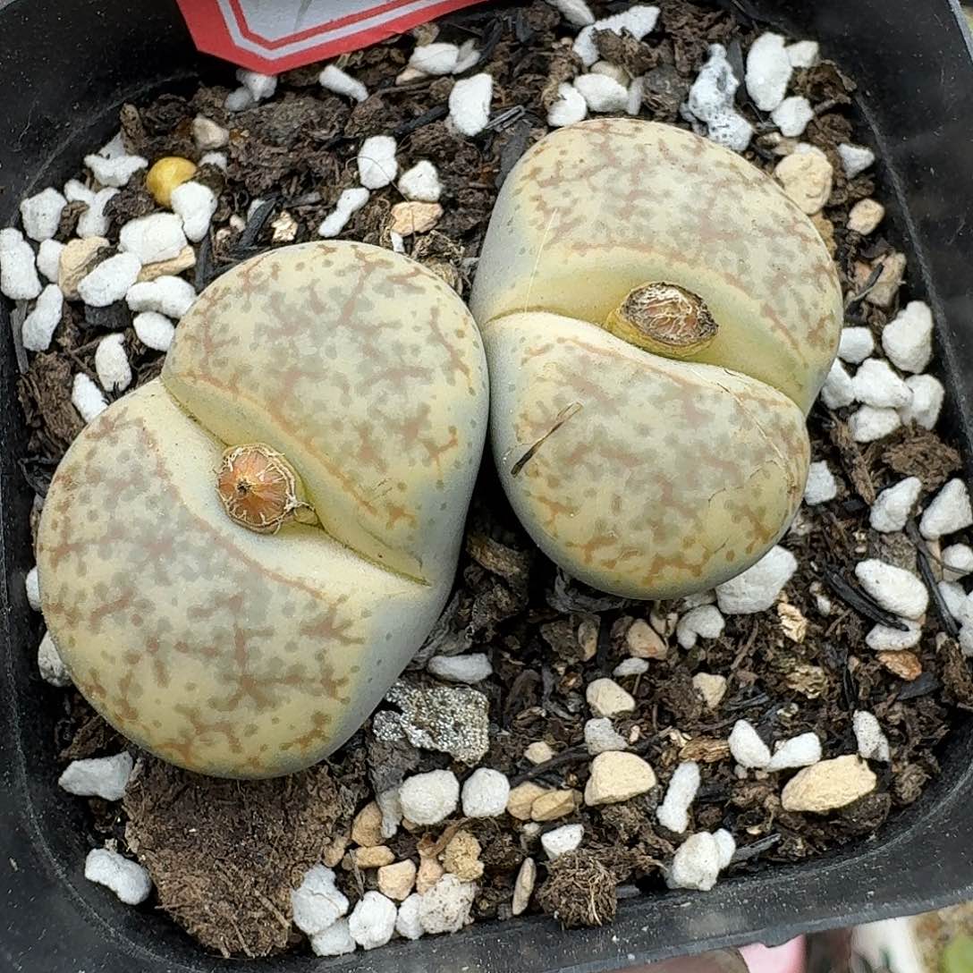 173多肉哈哈哈哈哈哈