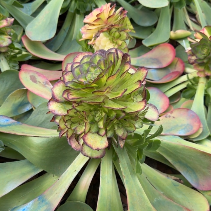 海王七彩龙鳞嫁接捧花