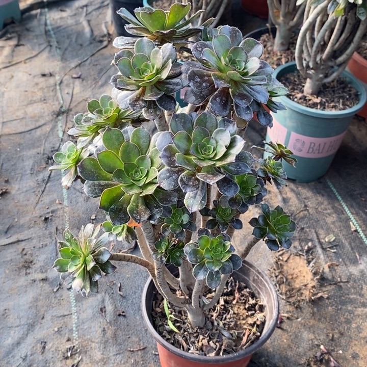 灰法母本多肉植物8 