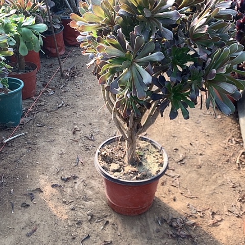 灰法师多肉植物法师11号