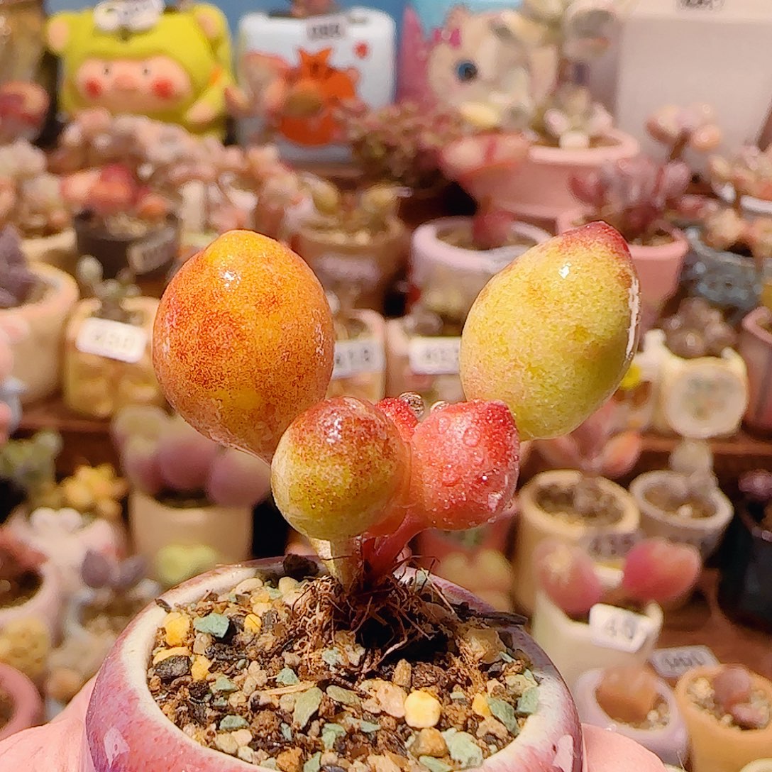 T可爱鼓槌盆口2.5cm