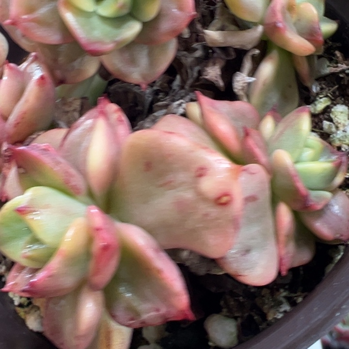 拉姆到锦多肉植物359