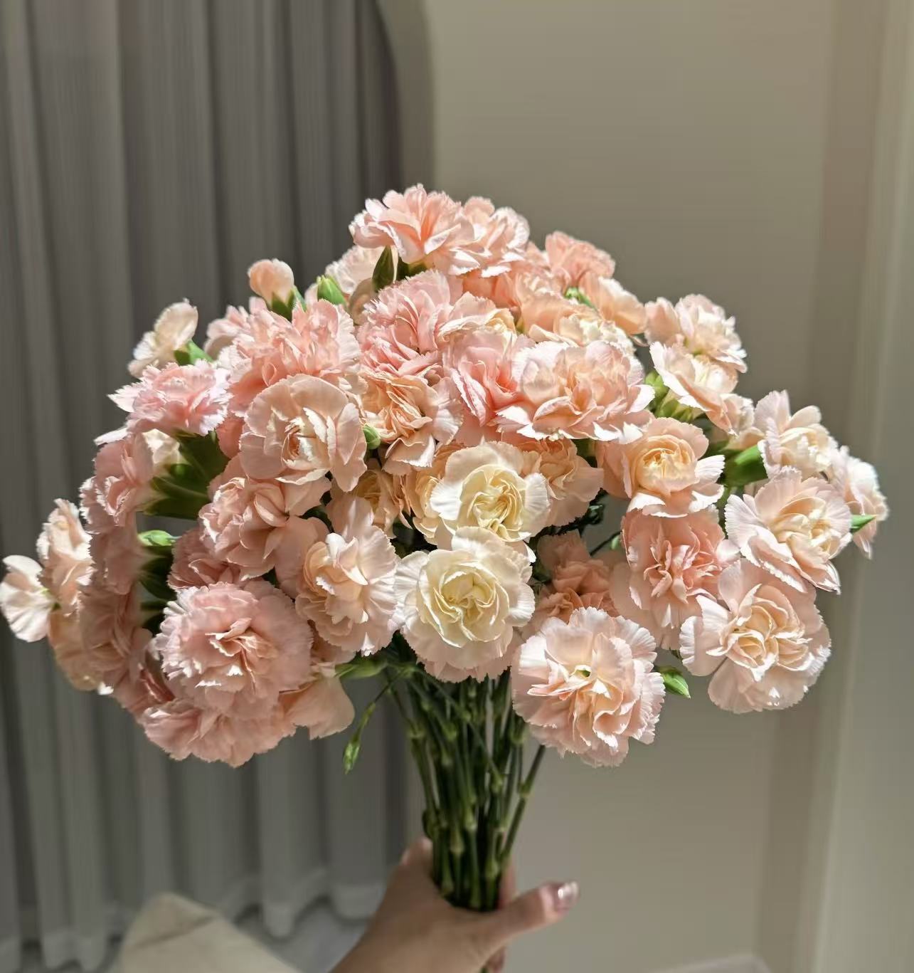 【多头莫言康乃馨20枝】 2单鲜花升级顺丰冷链/德邦空运