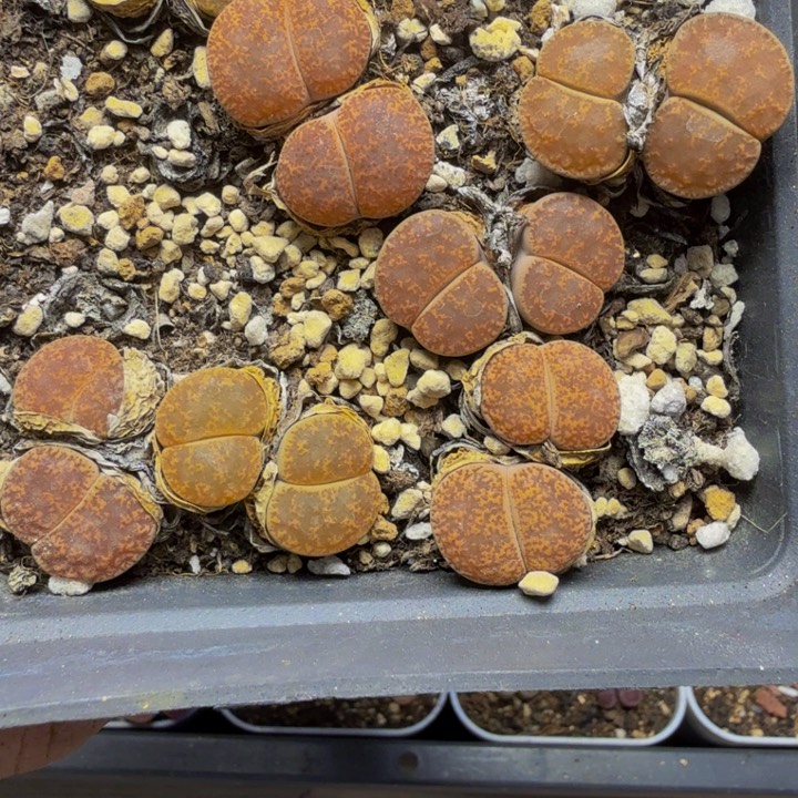 多肉植物的生长56