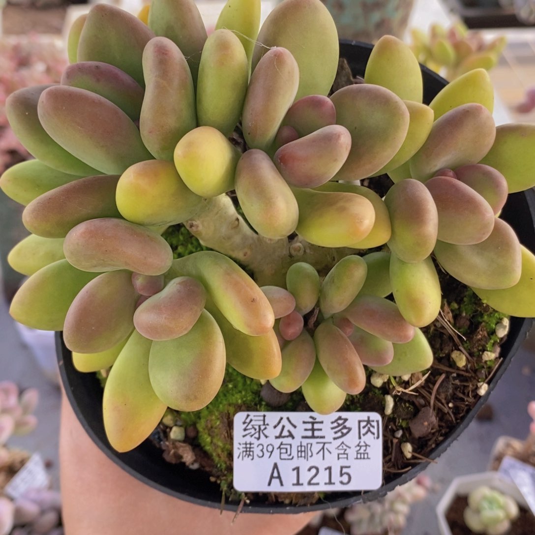 芒果奶12cm1215多肉植物