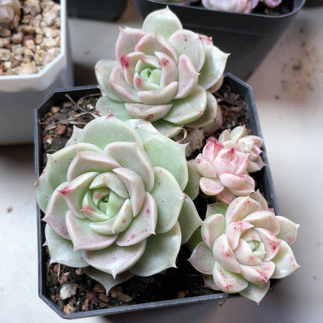 优选麦秆福利9061