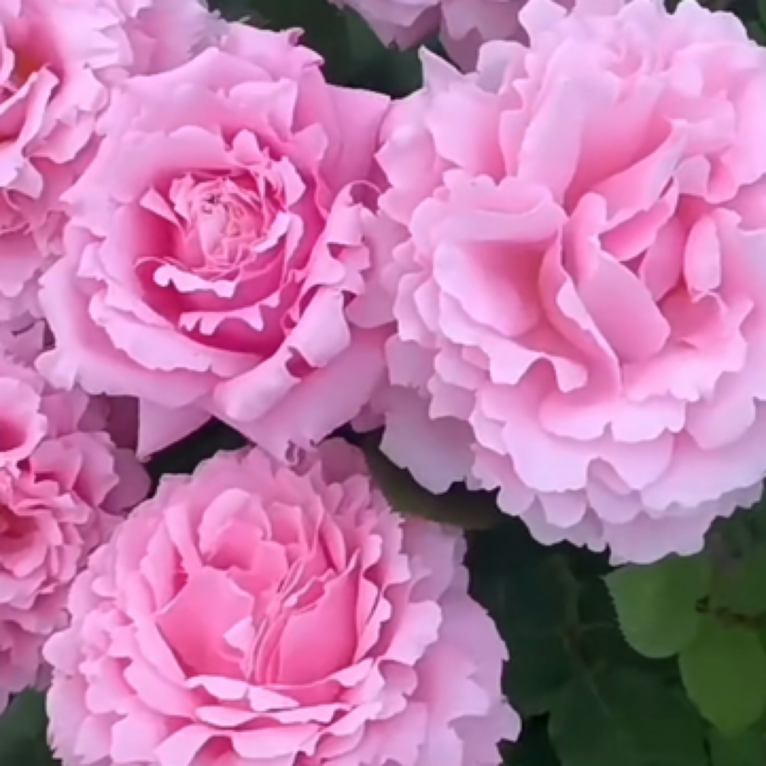 三加仑索菲月季花地栽盆栽中杯苗发货好养活，阳台庭院种植包对版