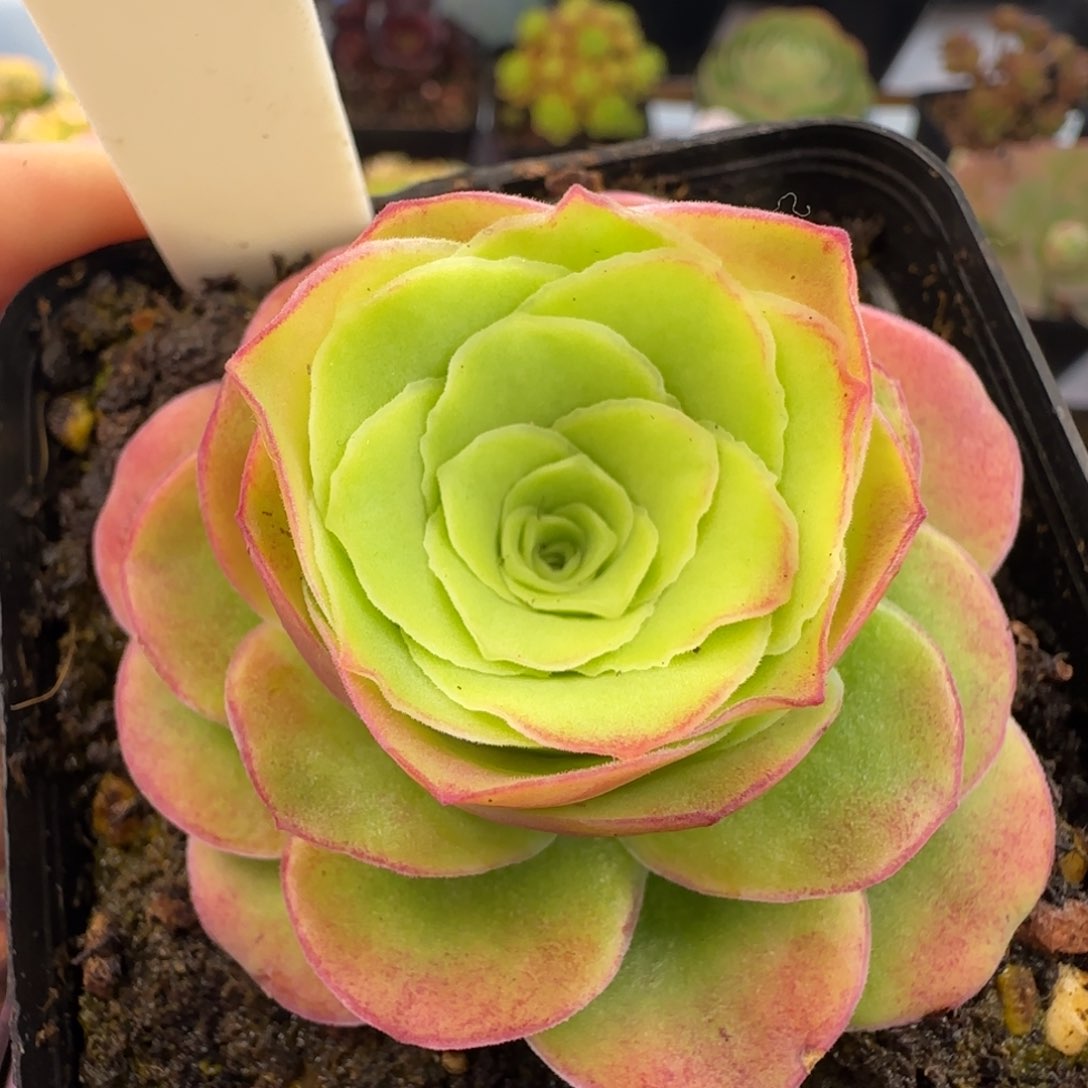 L87半城玫瑰花雨橦