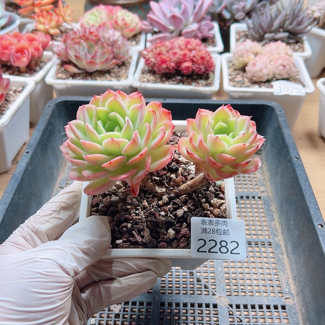 多肉一物一拍2282