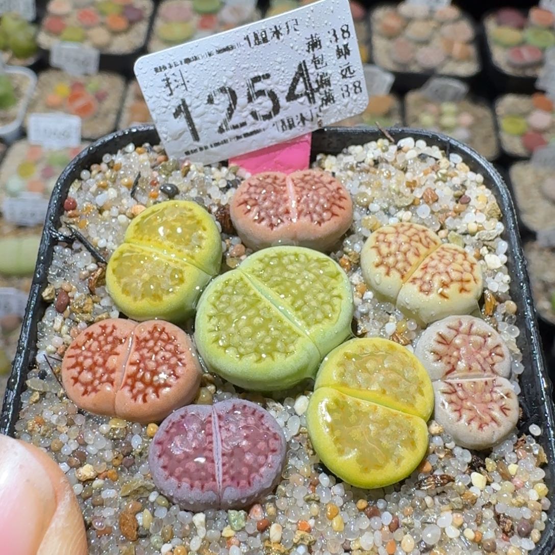 Sss精品花清货了1254