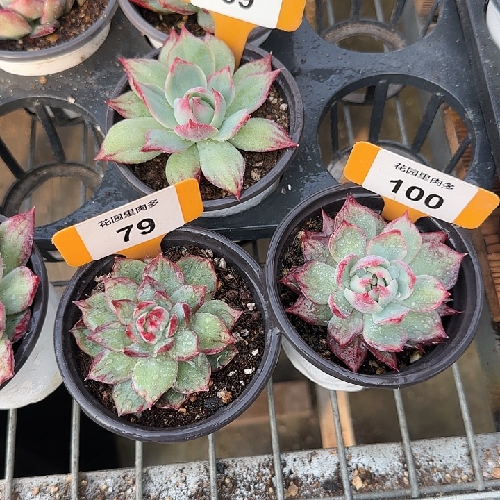 简***勤69，100，79 惊鸿仙子多肉植物6-9cm