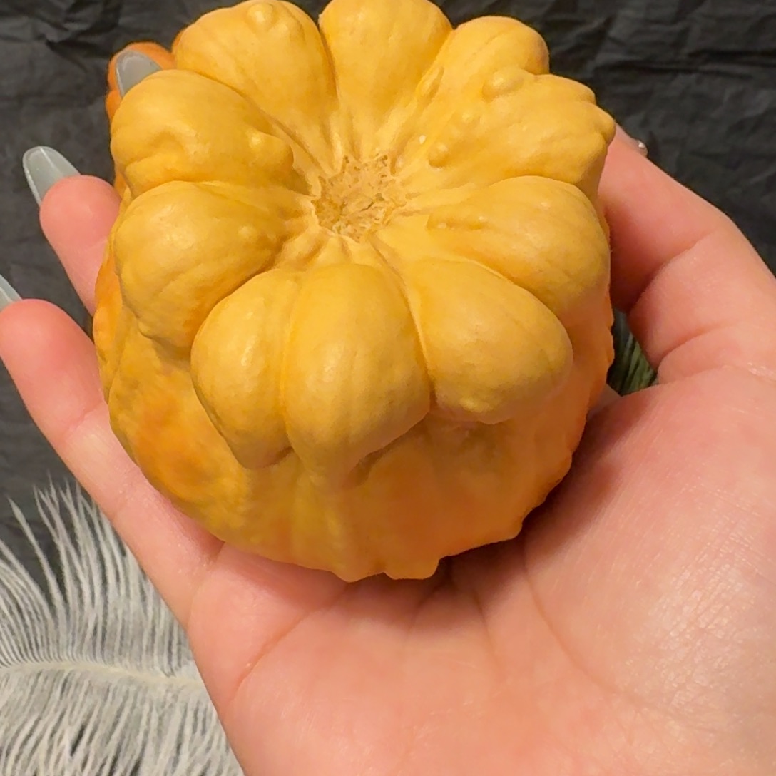 晒***猫墨西哥葫芦花罐子